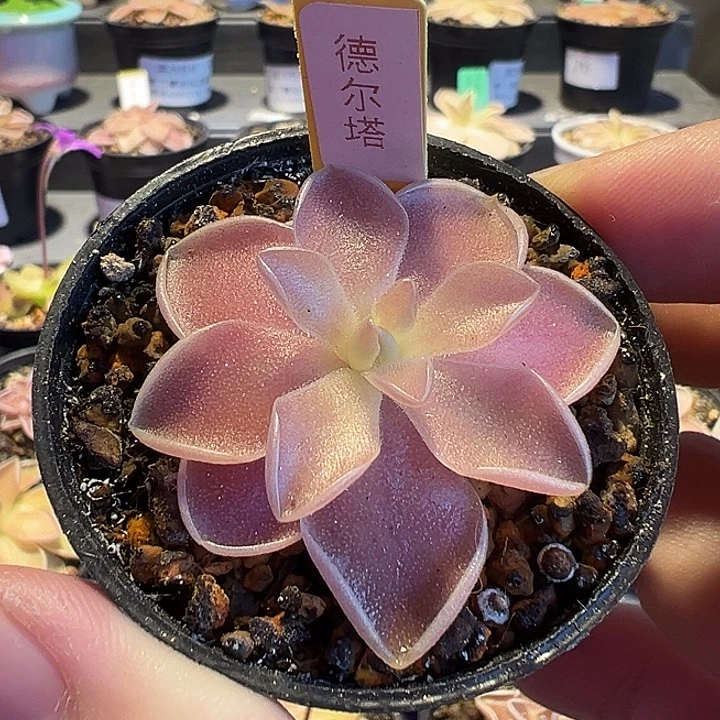 无花朵捕虫堇脱土发德尔塔88123