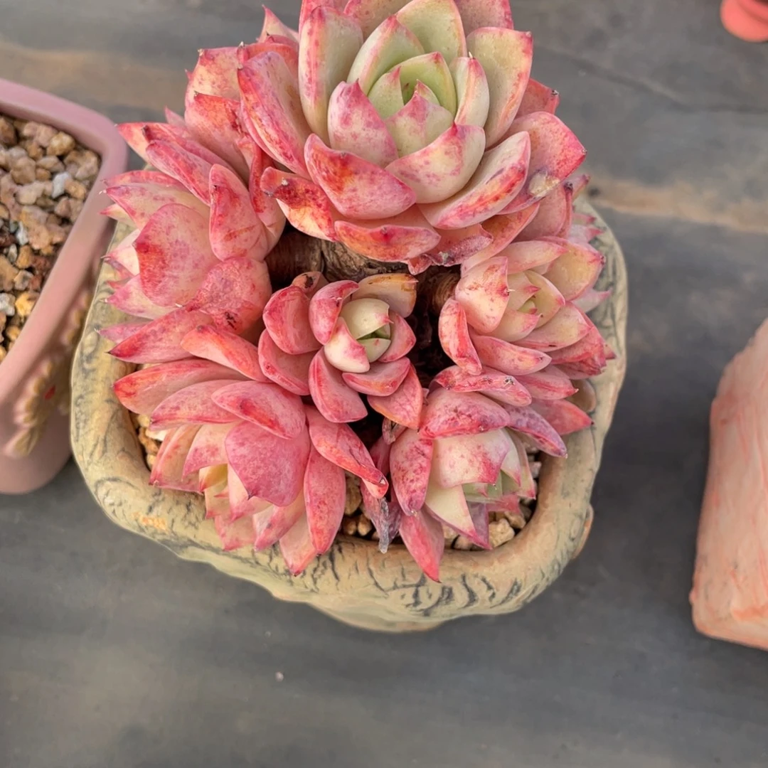 杂交老桩群生木质化