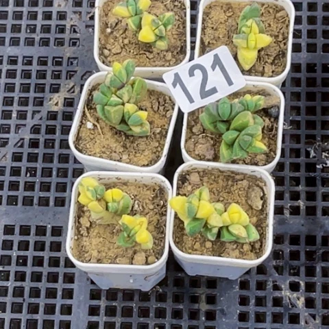 121鹿角锦一物一图如图