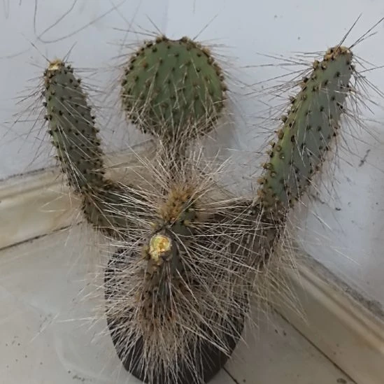 仙人掌侧芽！仙人掌侧芽！