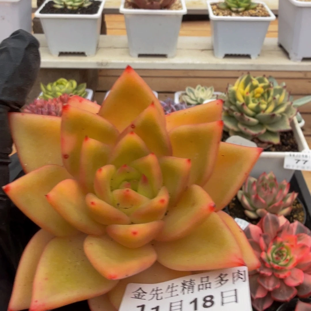 1118-87黄金粉单头