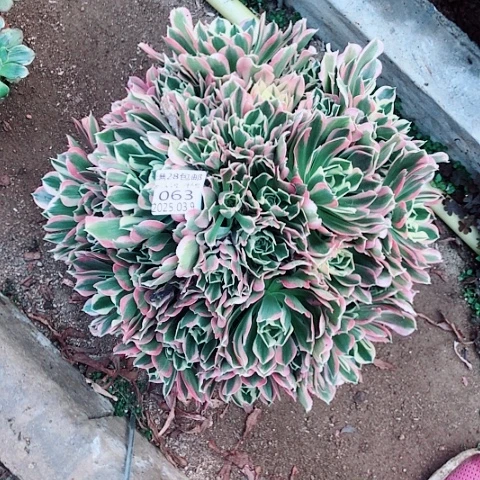 3.9-63白风多肉植物