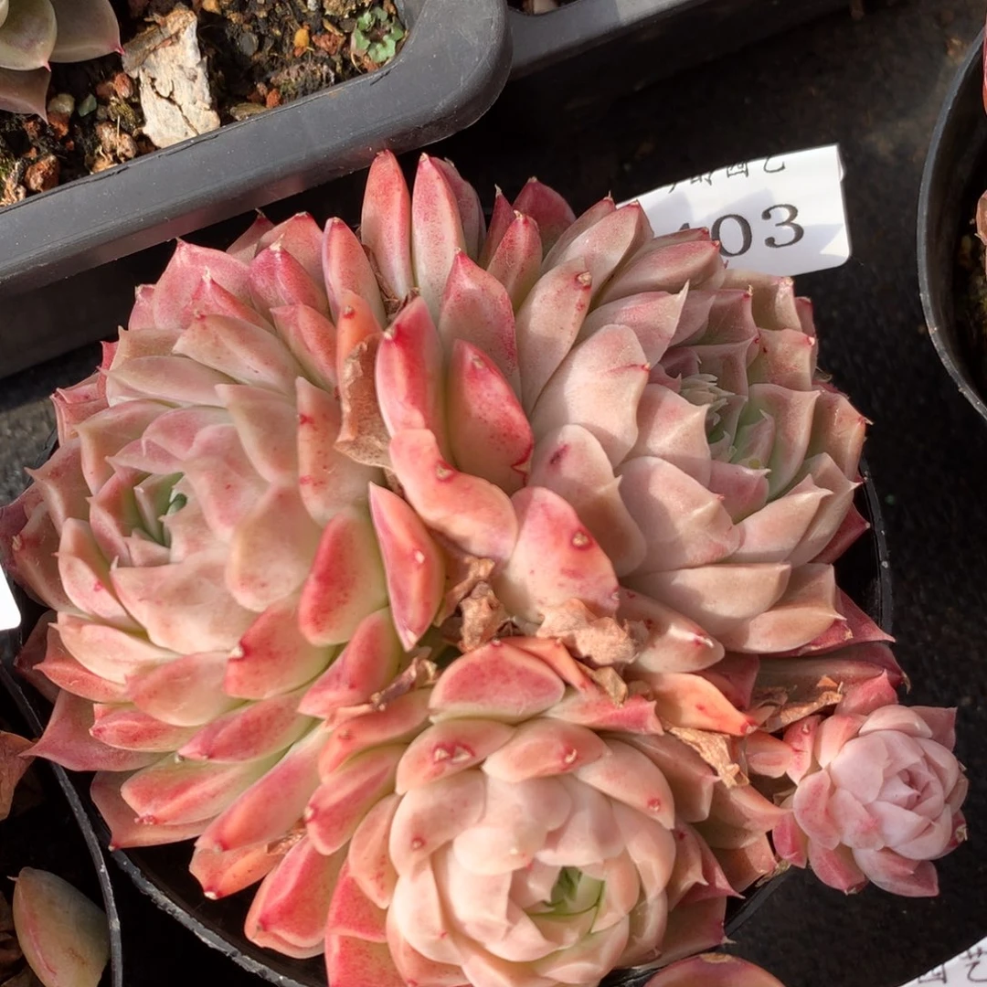 403新年快乐发发发