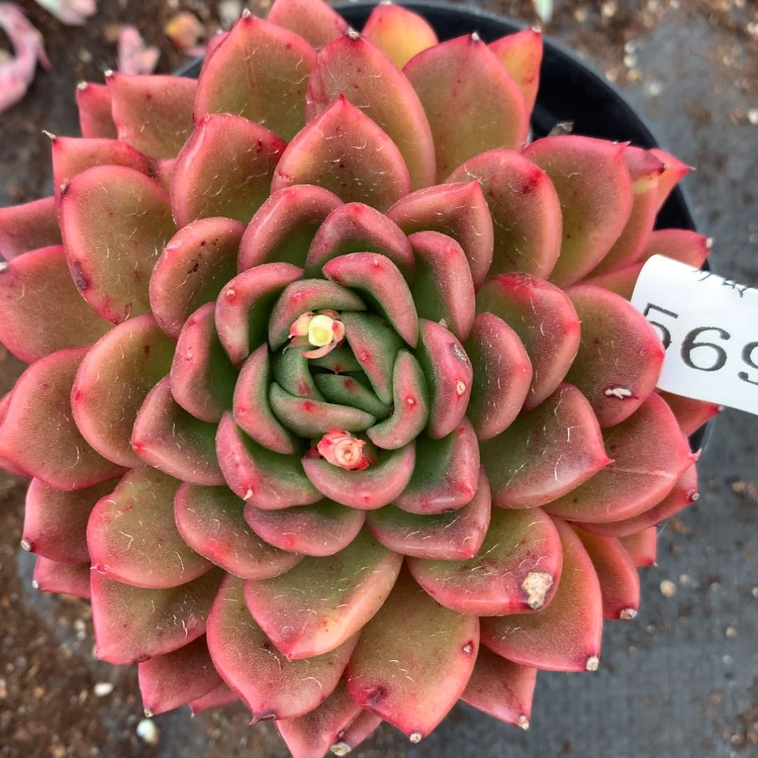 5695杂交多肉植物