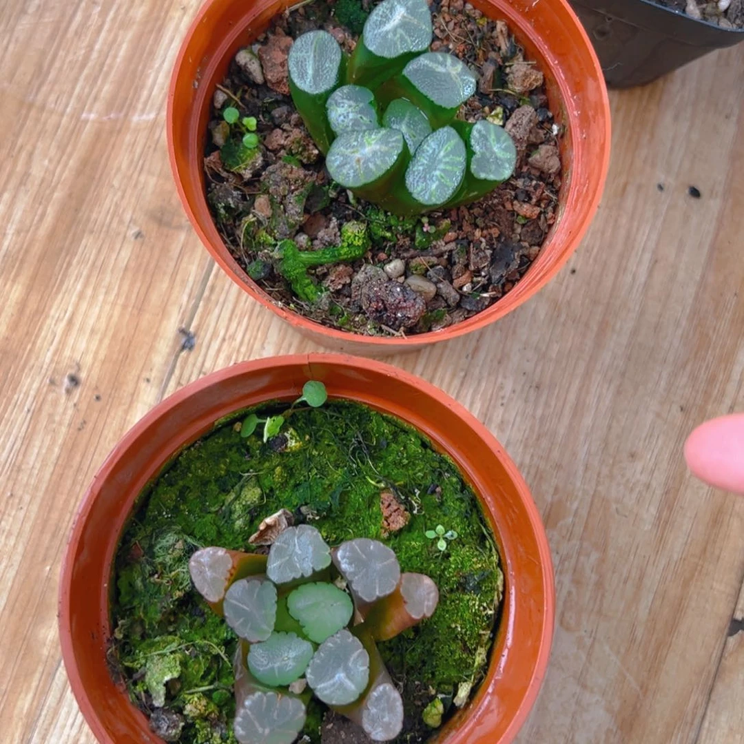 火烧云万象多肉多肉一颗