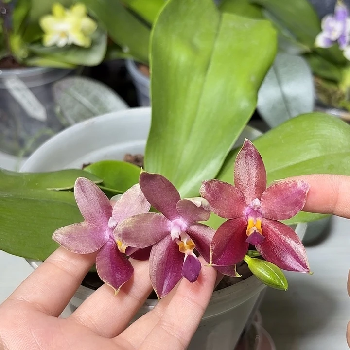 大部分开放少量花苞