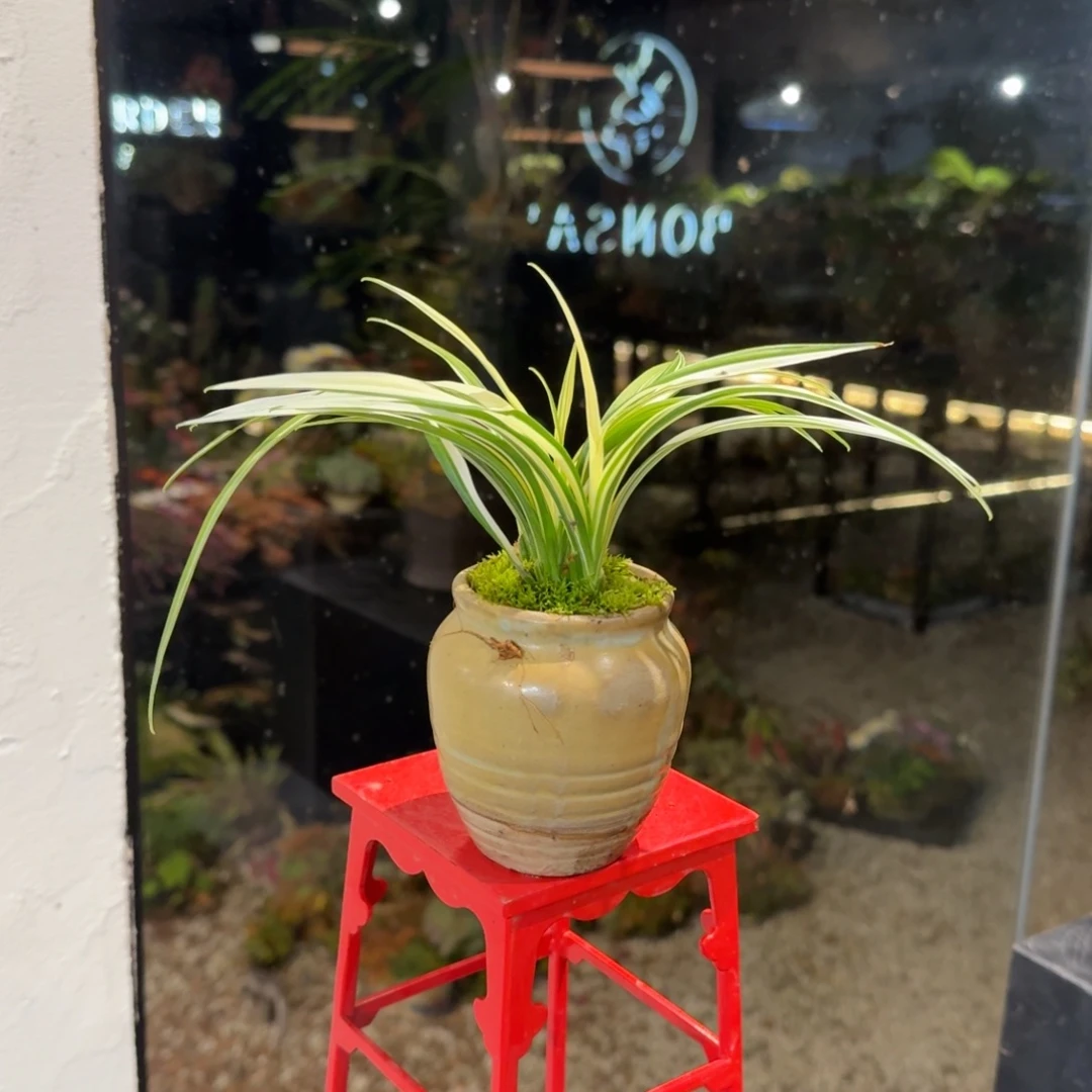 全部花朵山野草陶罐
