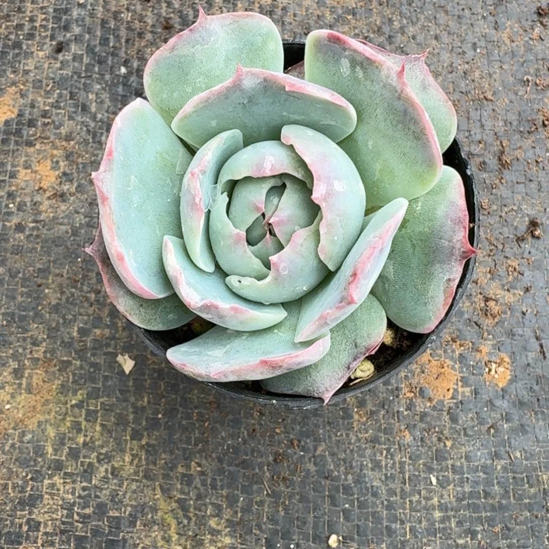 多肉杂交一物一拍18-72