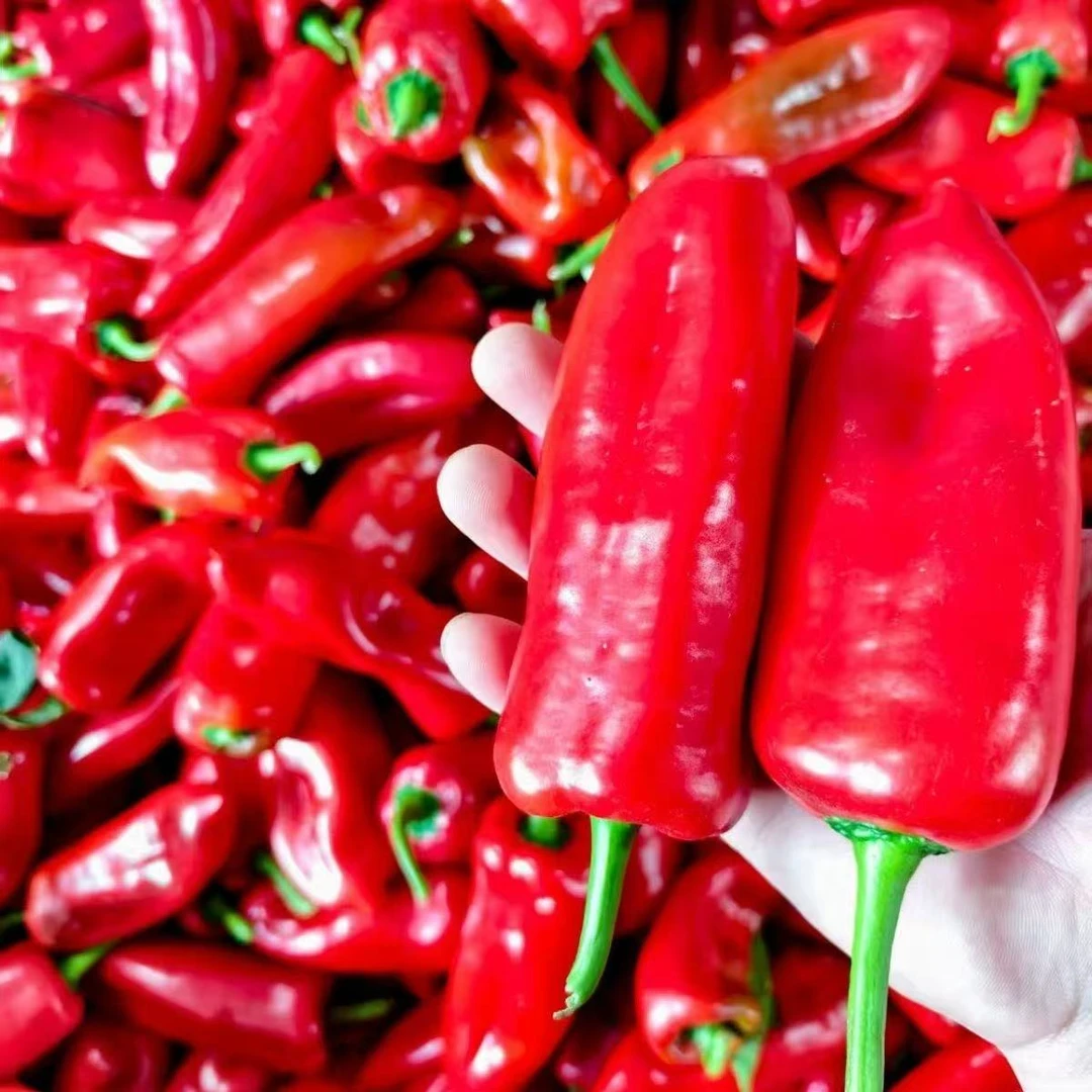 【中国供销】红辣椒L