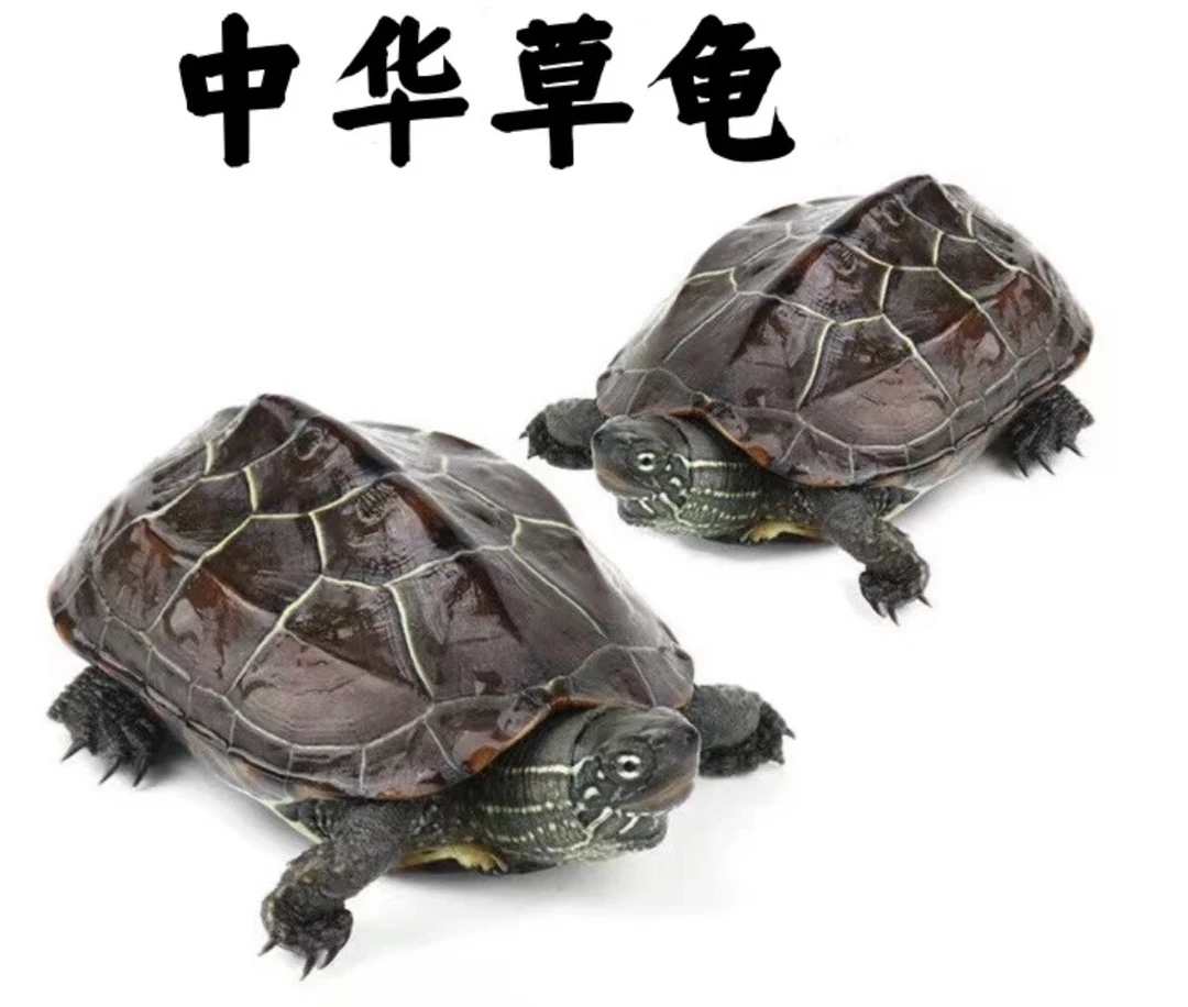 （直播选龟）人工饲养中华草龟白玉草金线草田黄草刀刻草墨龟花草杂