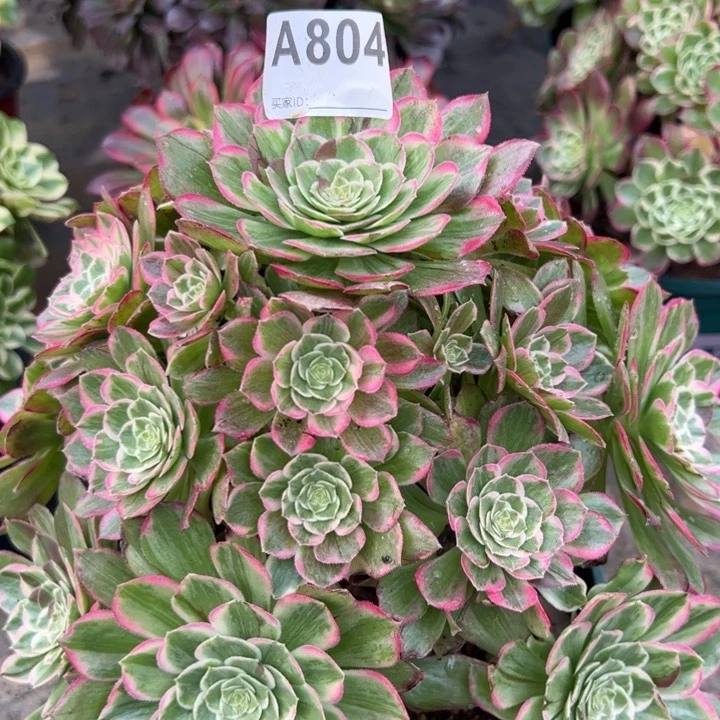 804莲花25厘米左右