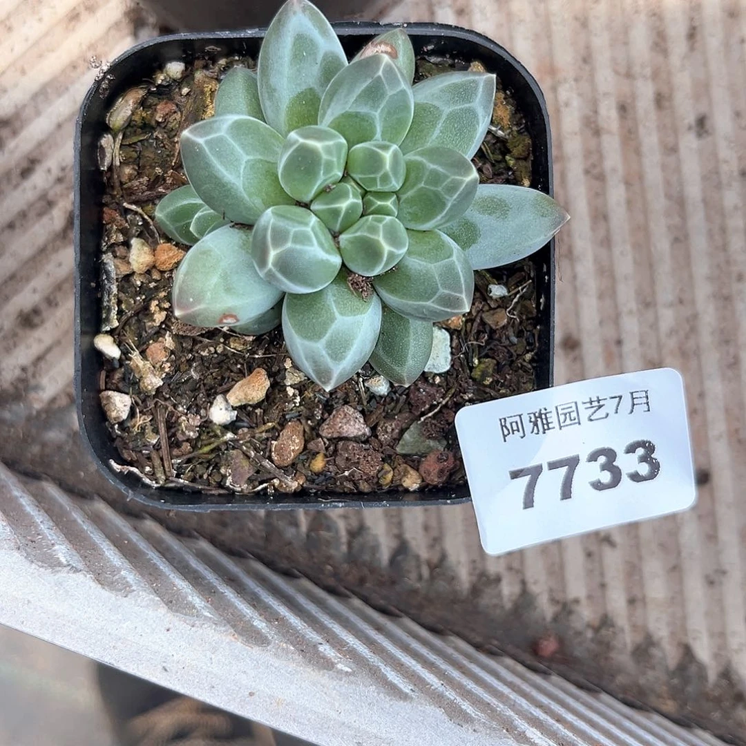 阿雅园艺。      7733伊卡鲁斯