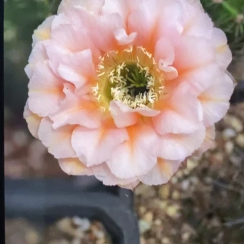 无花朵15 号彩草仙人球侧芽1.5+