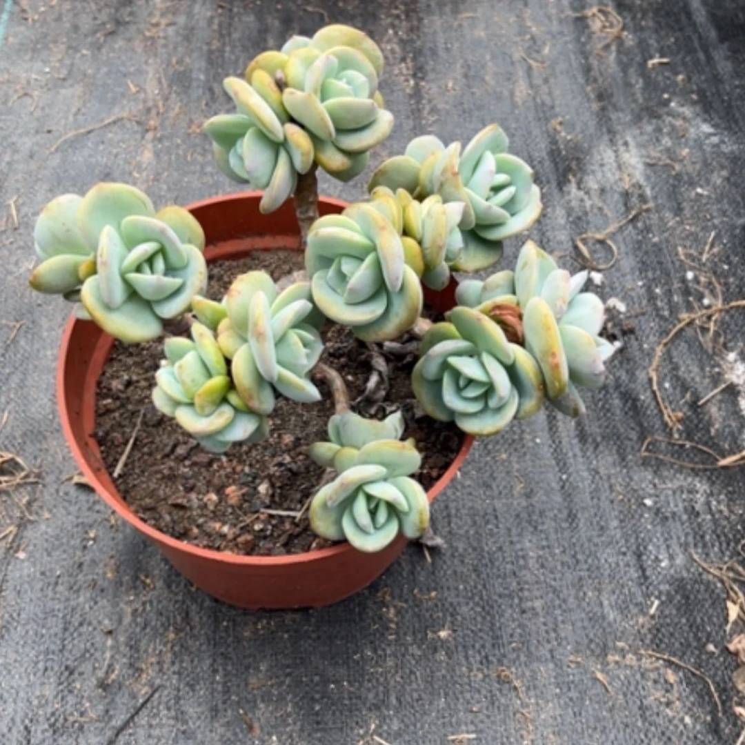 【闪购商品】无花朵用****0