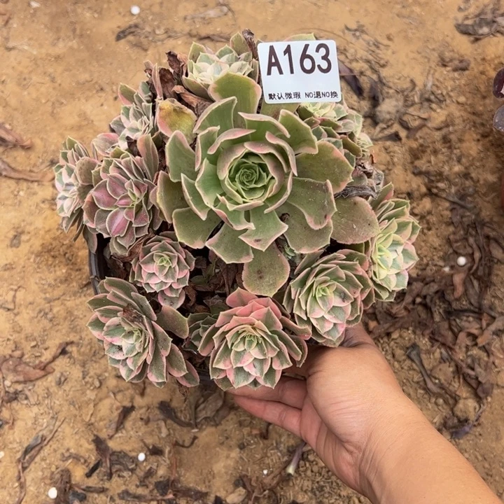 女妖多肉植物163.