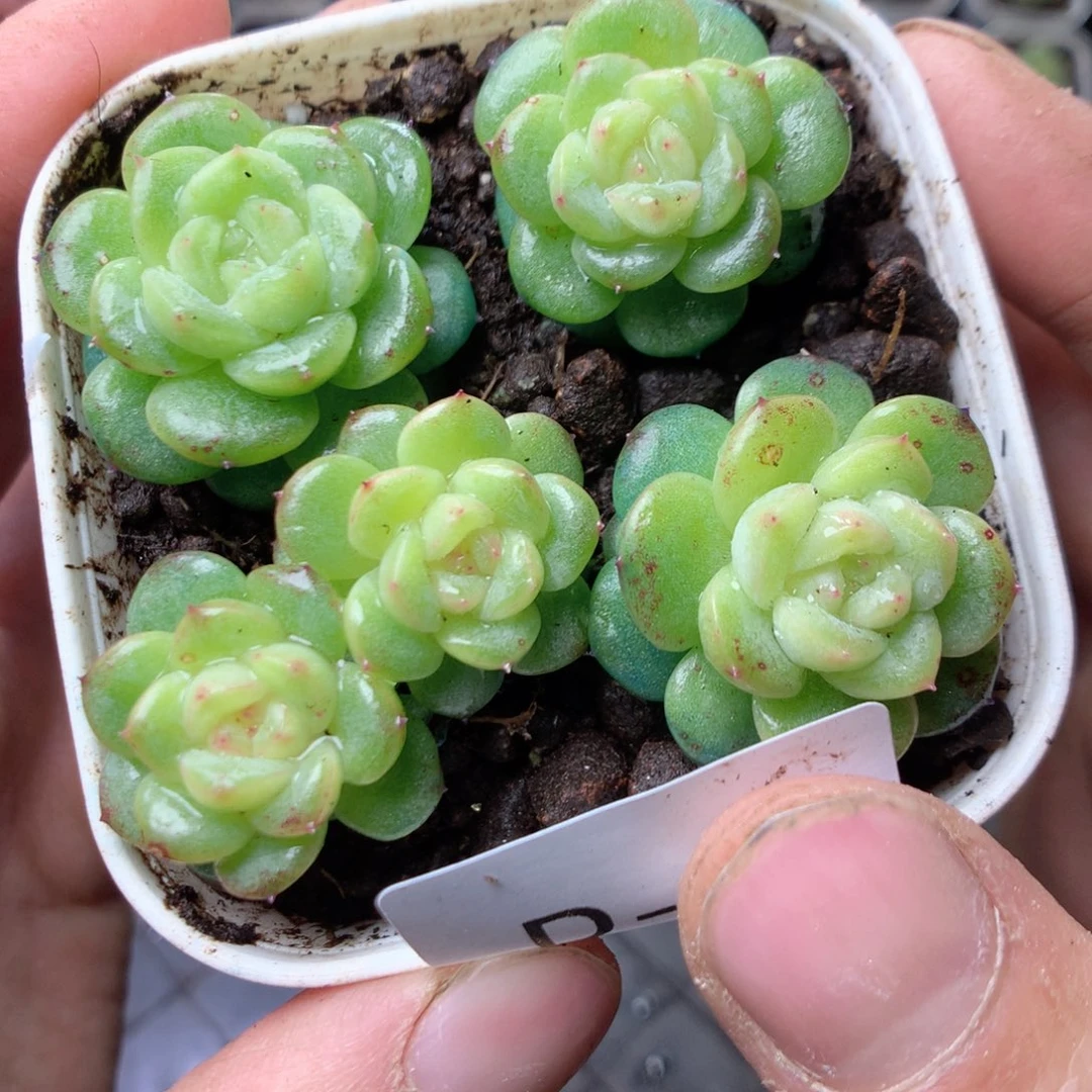 无花朵D4yyyttttyy