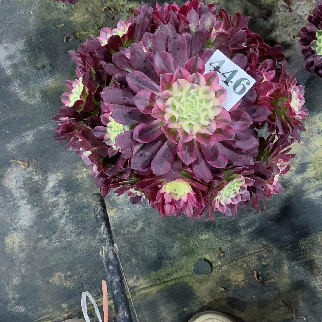 吟**欢天合446多肉法师植物