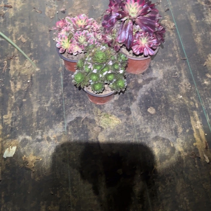 一单包邮不包侧枝39