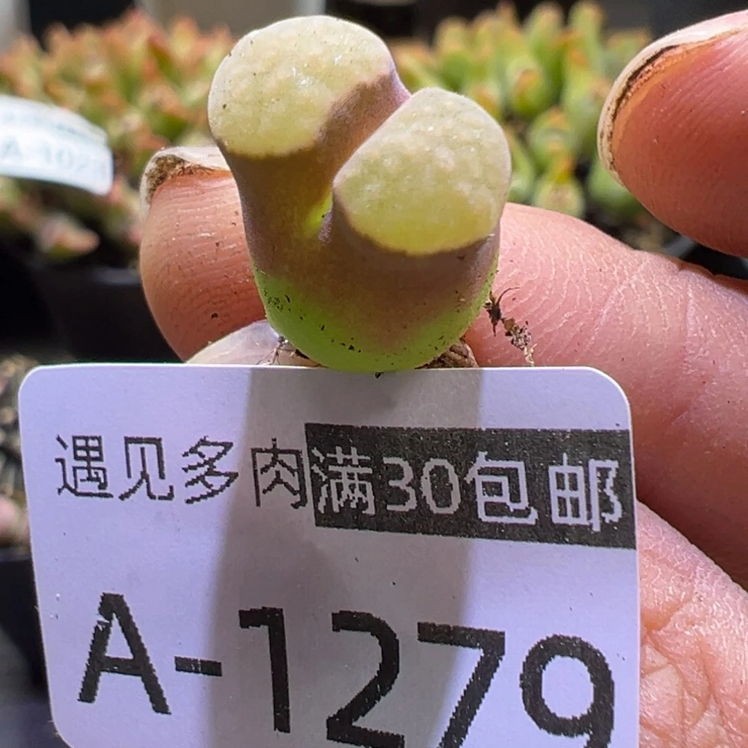 多肉植物11111111111111111