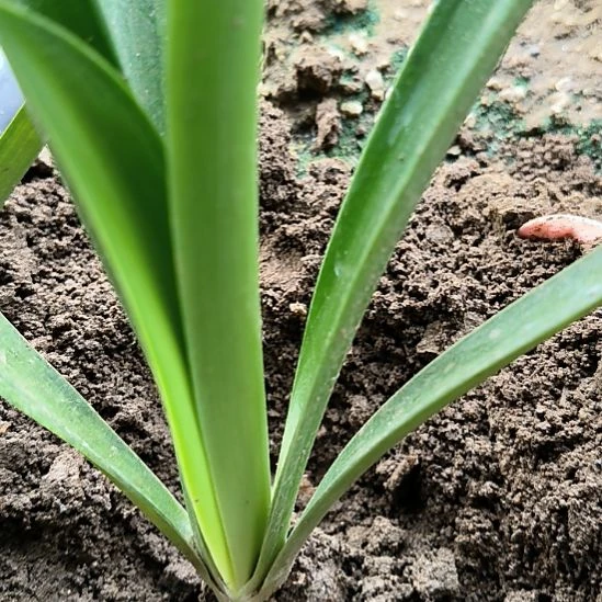 当前无花栽培后可以开花瑞秋直径3CM