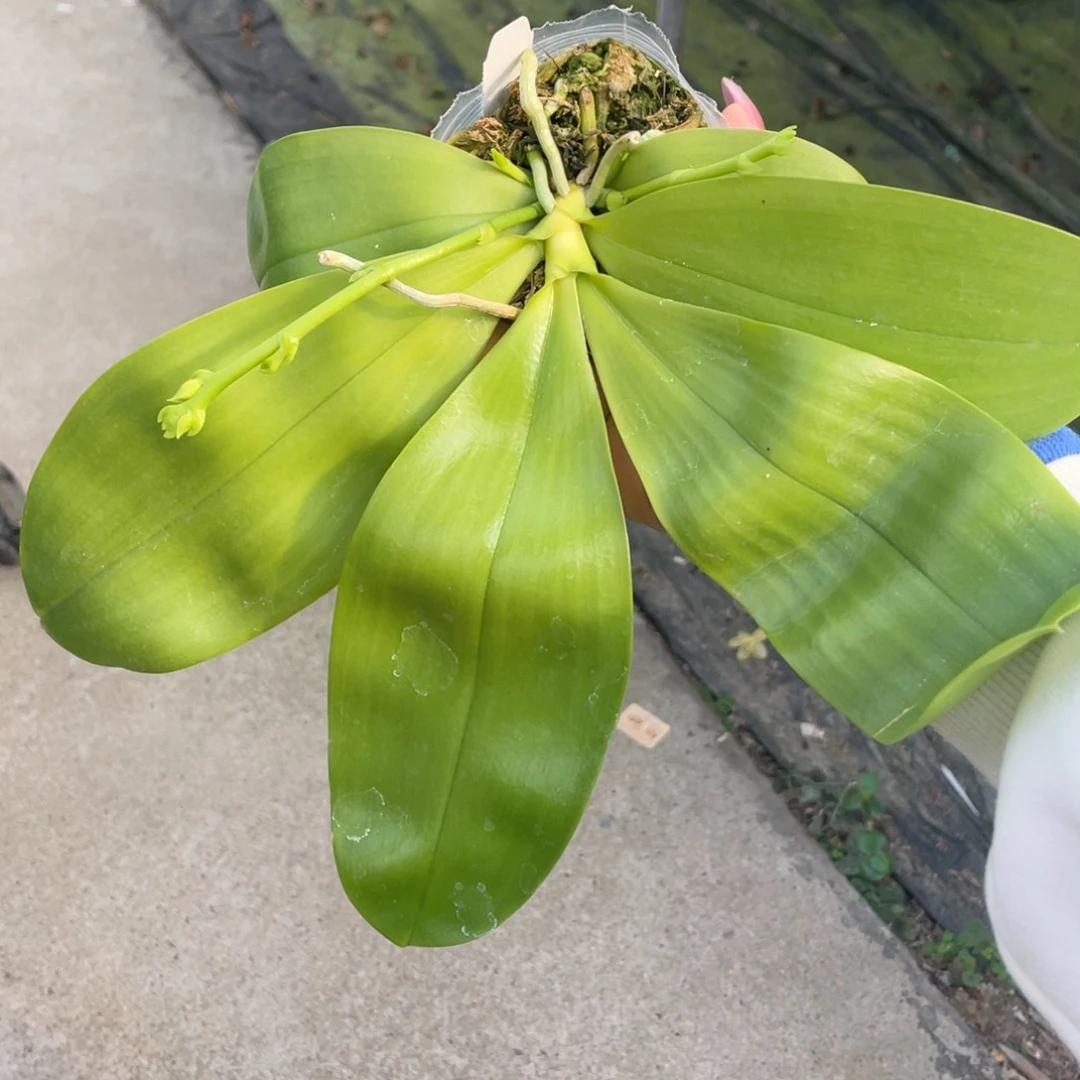 全部花苞2.5两倍钻石交蓝喜鹊