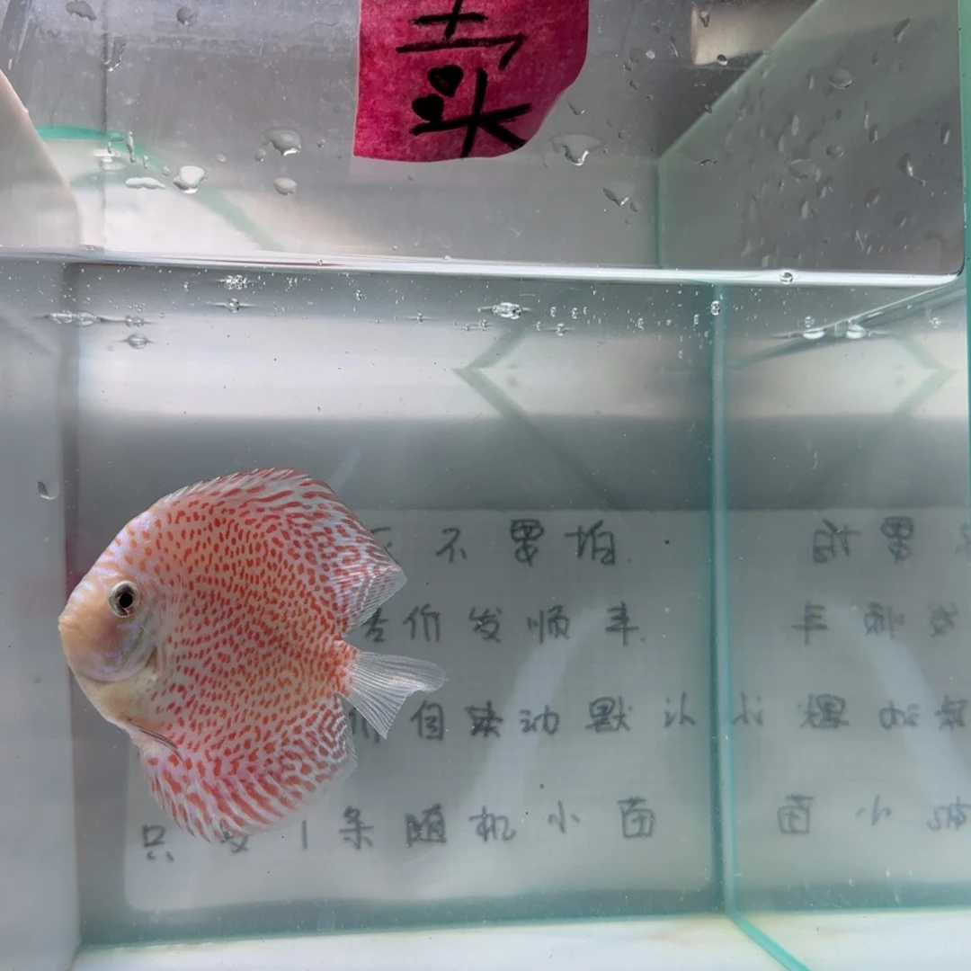 七彩神仙鱼肉身7-8偏远地区不拍