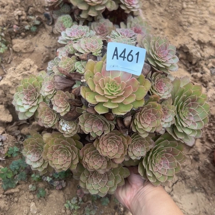 红魔多肉植物461.