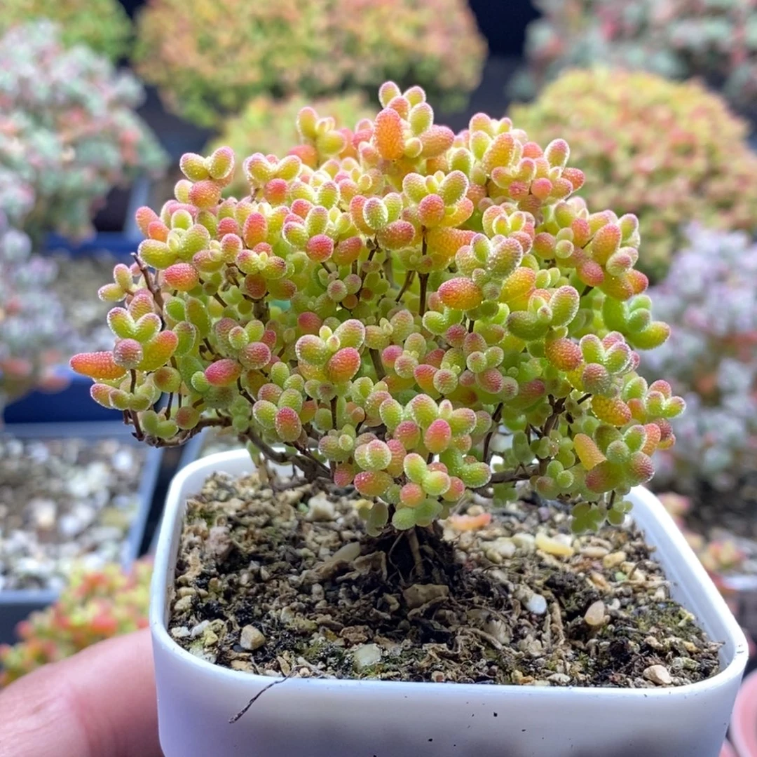 蜜橘糖球098。
