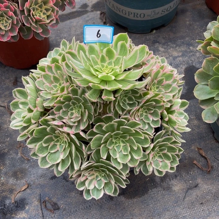 6老庄多肉法师孔雀翎