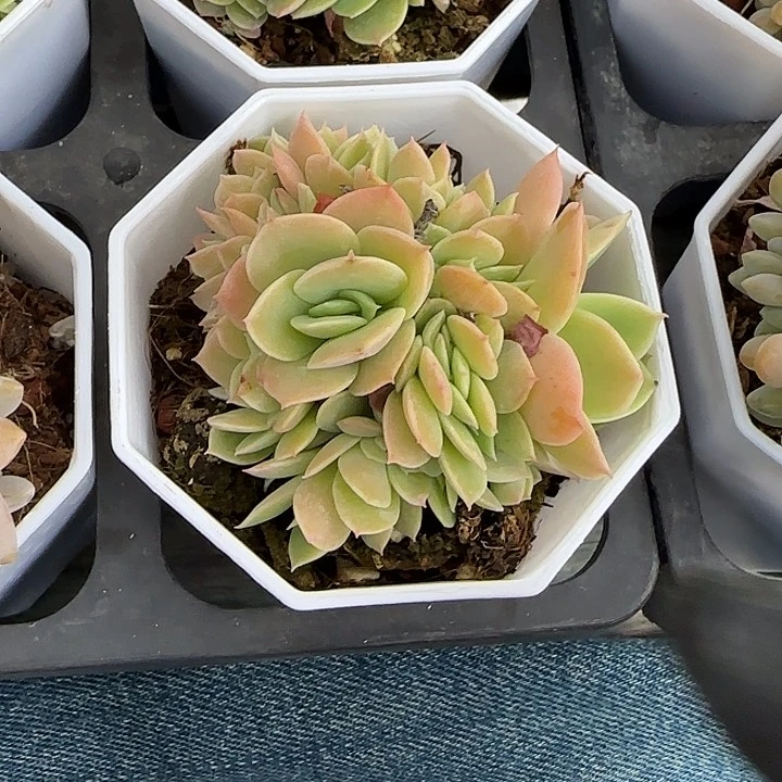 青蛙王子儿童牙膏111