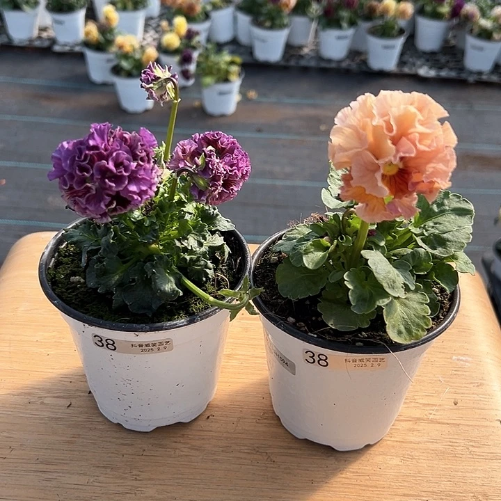 水晶抖音直播闪拍38