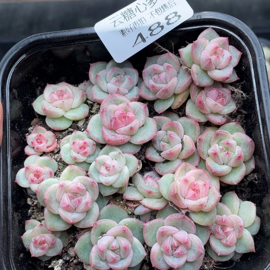 云糖心多肉植物488