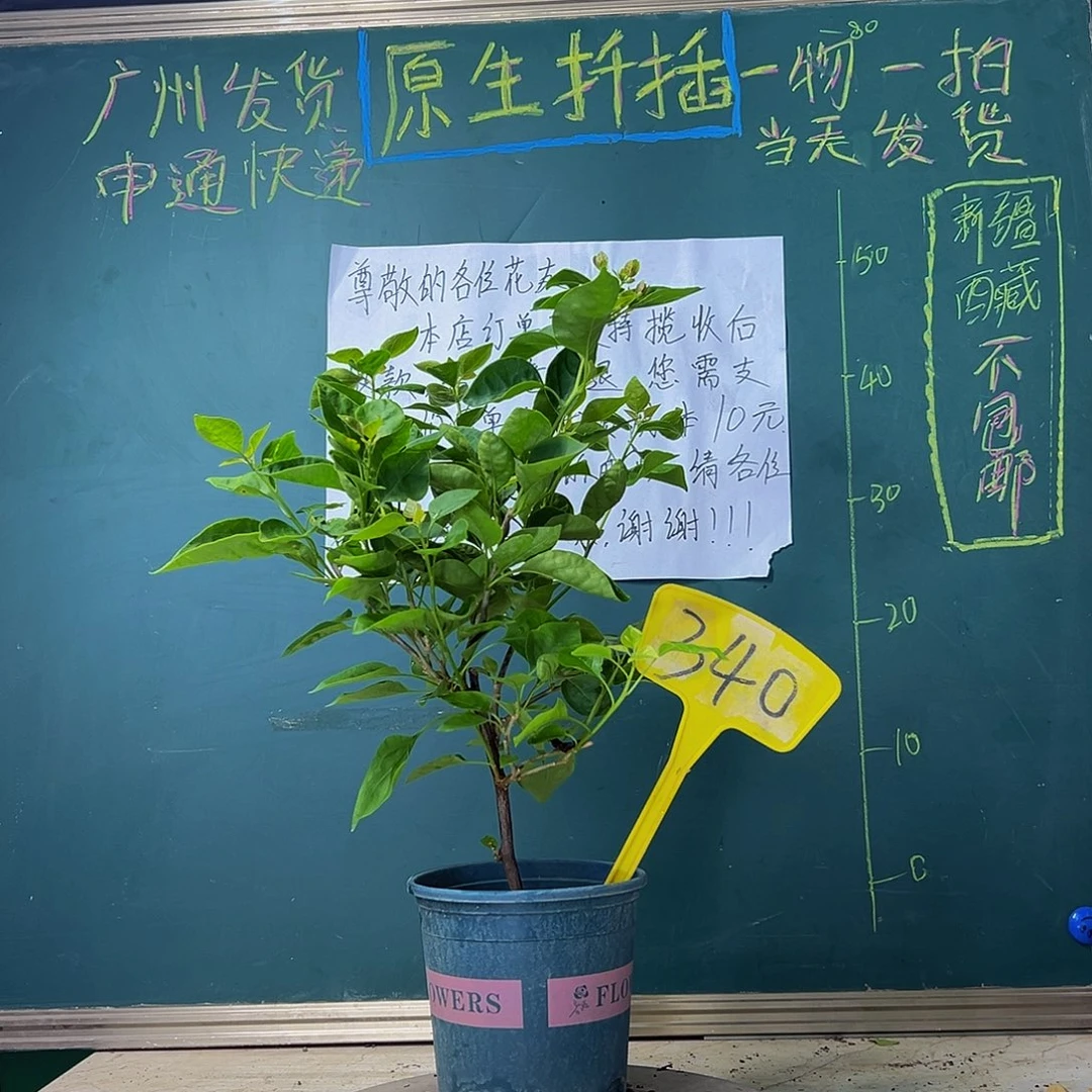 当前无花栽培后可以开花 甜西瓜 340