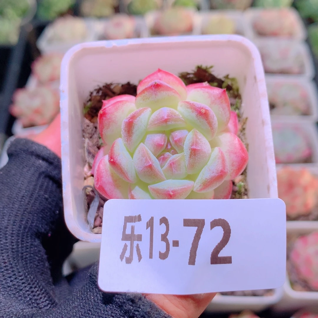 乐然12-72 白桃汽水