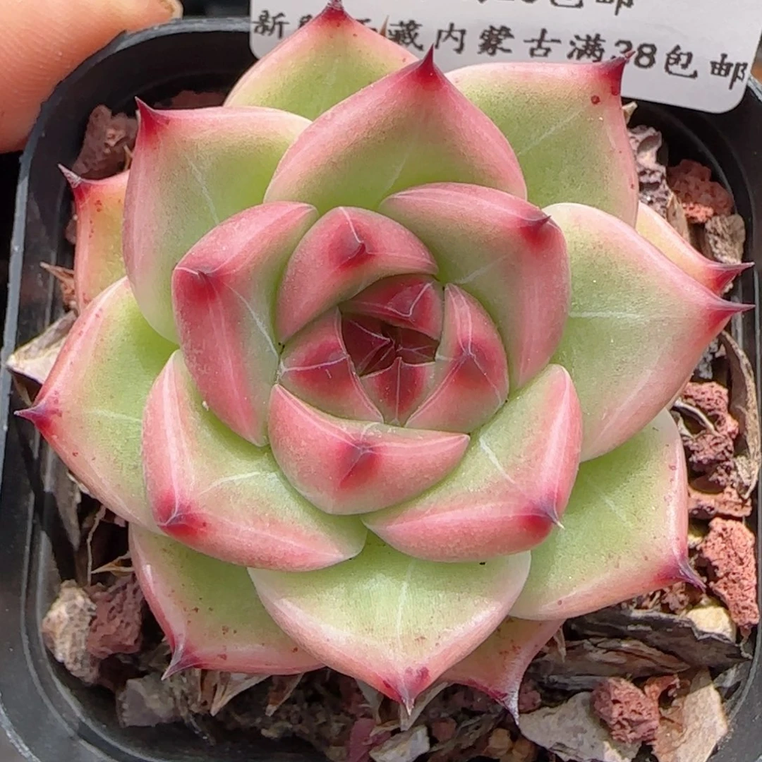 0606-237蓝龙蓝龙