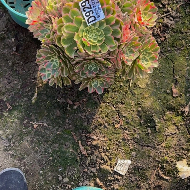 孔雀翎花25-16包邮花花万紫千红一