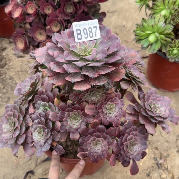红金刚……多肉植物……