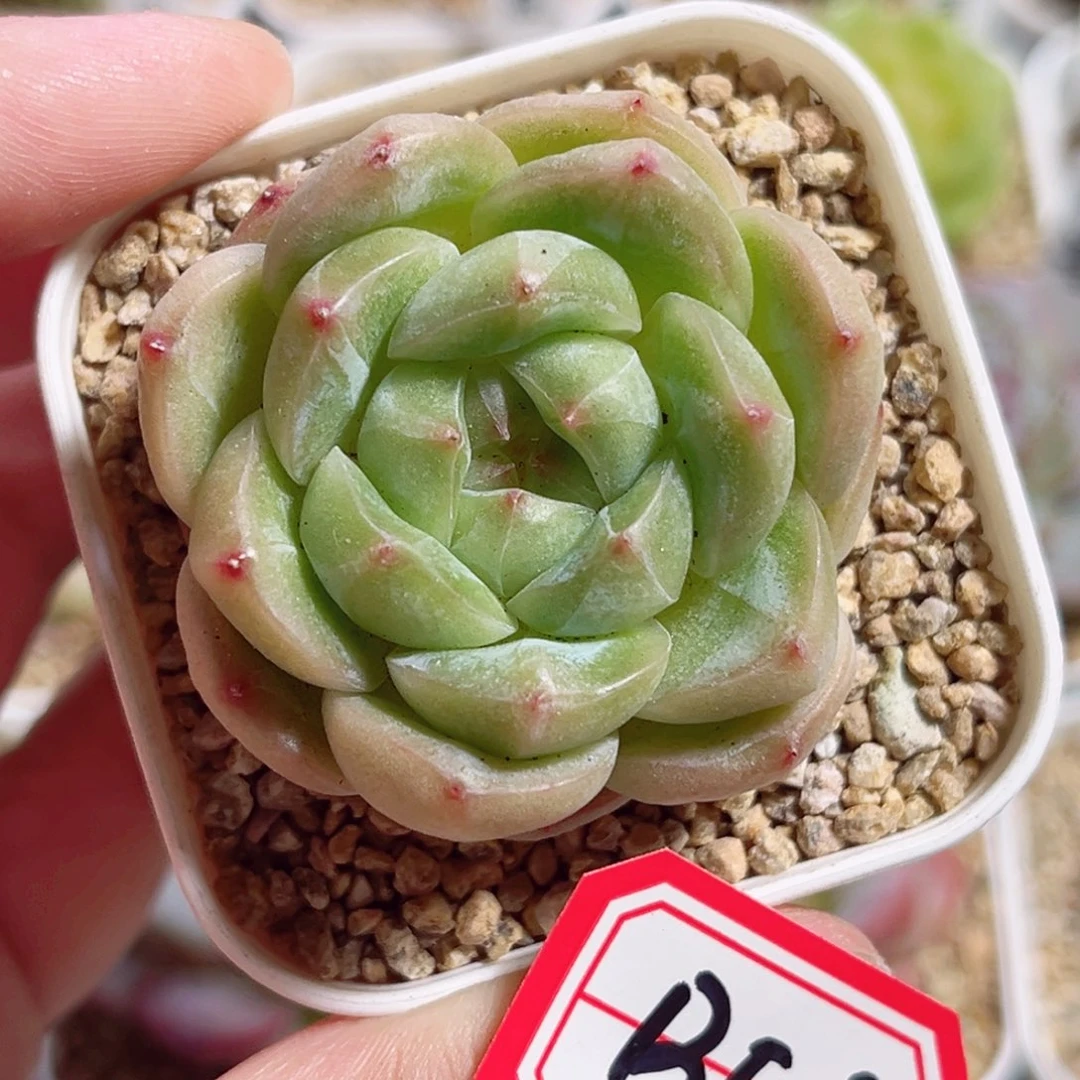 B523 一物一拍 无名