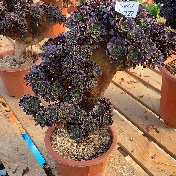 327 欧紫缀高35 公分带虫咬