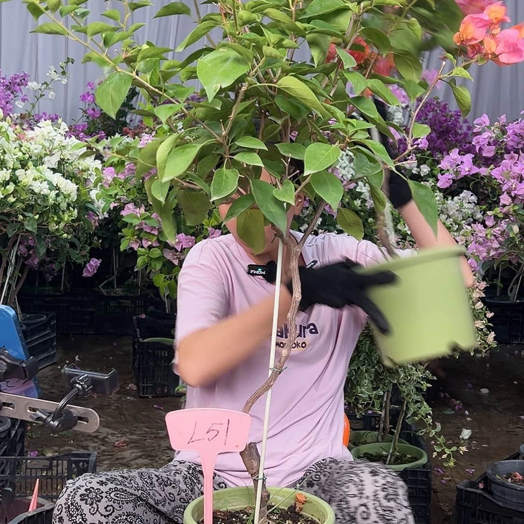 依***旧大部分花苞少量开放L51波妹