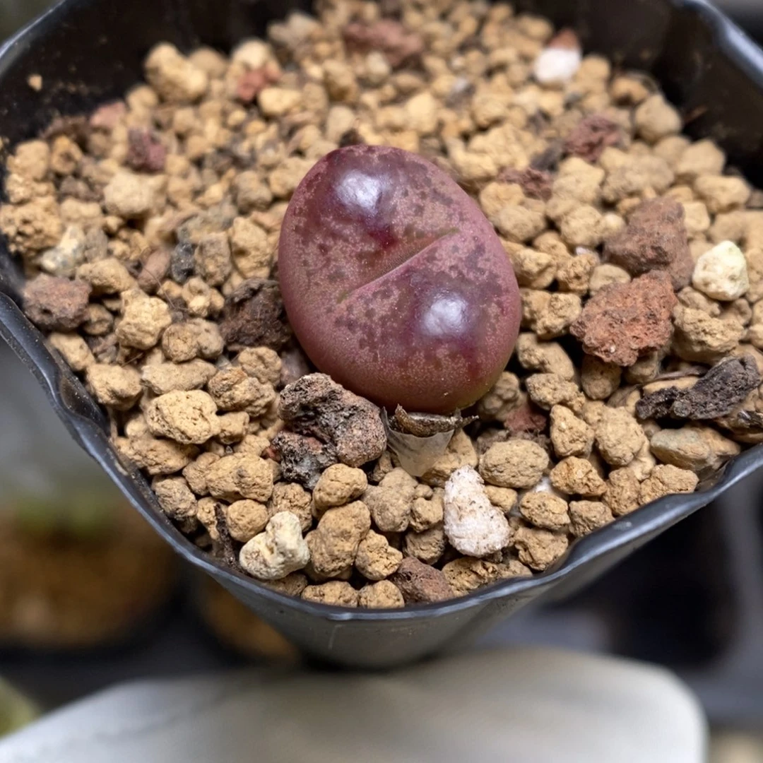 多肉植物肉锥杂交K-3624