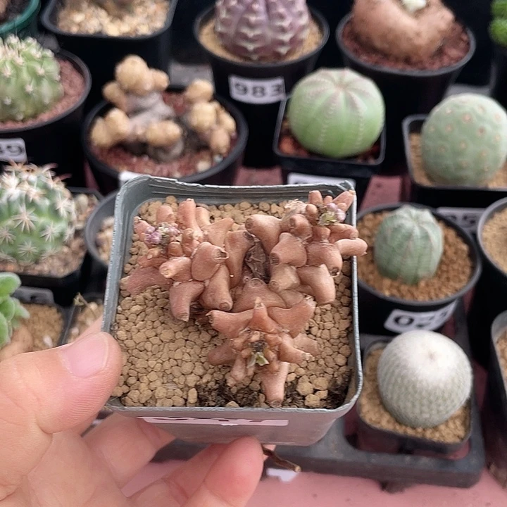 047蛮鬼塔厚墩菊块根