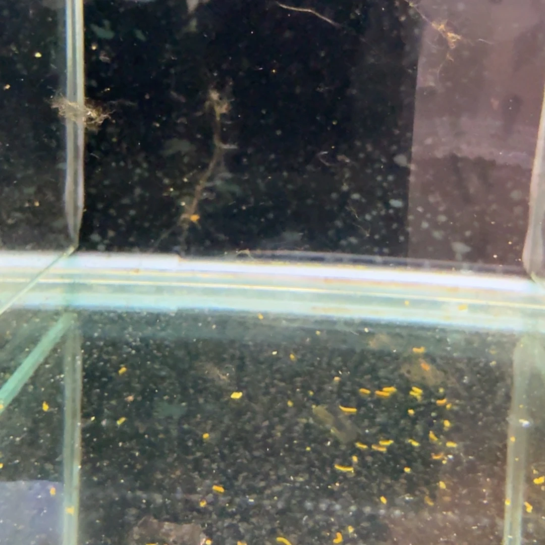 慈鲷852大骷髅。