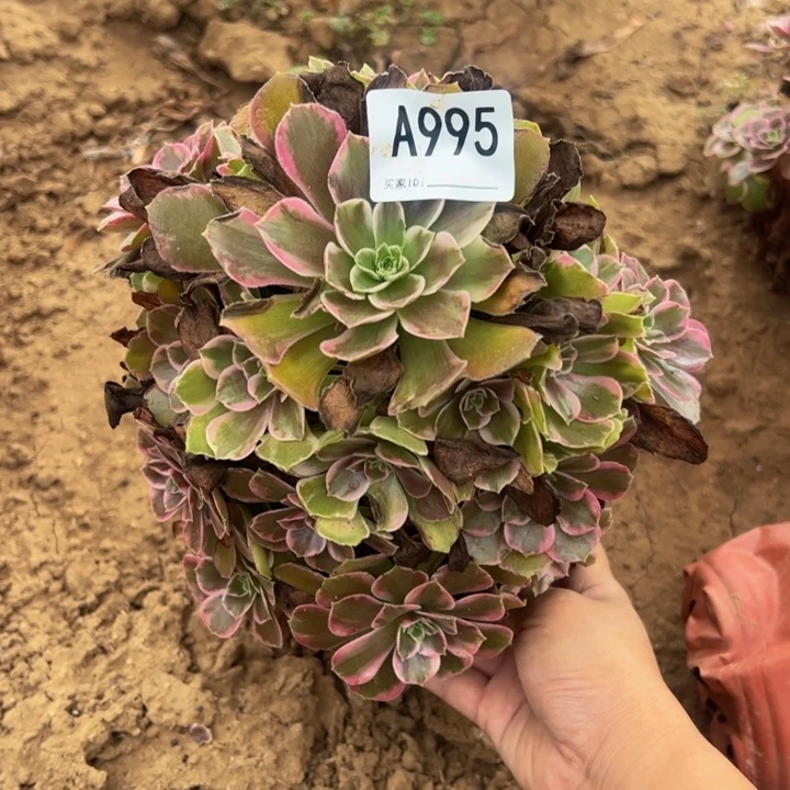 安娜多肉植物995.