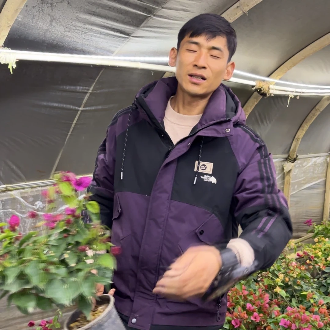 全部花苞（倾城）三角梅会落花落叶会光杆苗有大有小