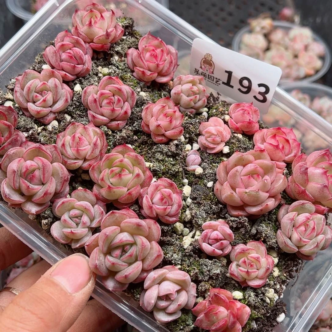 多肉植物多肉植物