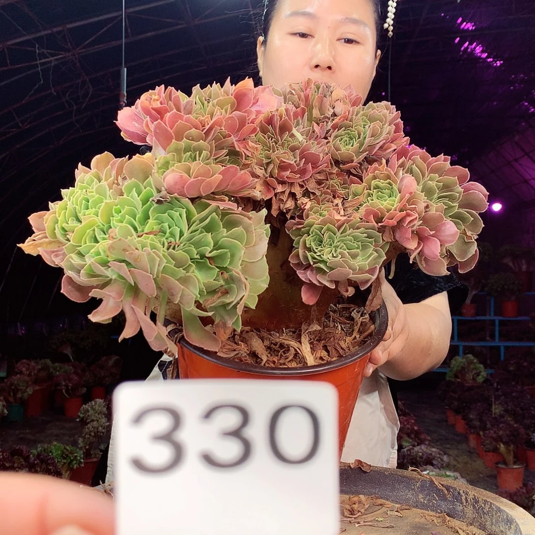 柒柒精品多肉脱土发货不包断侧枝330