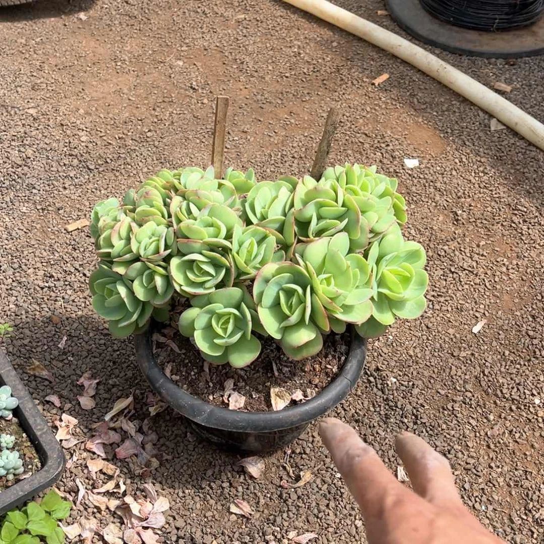 碧桃缀化福利放送