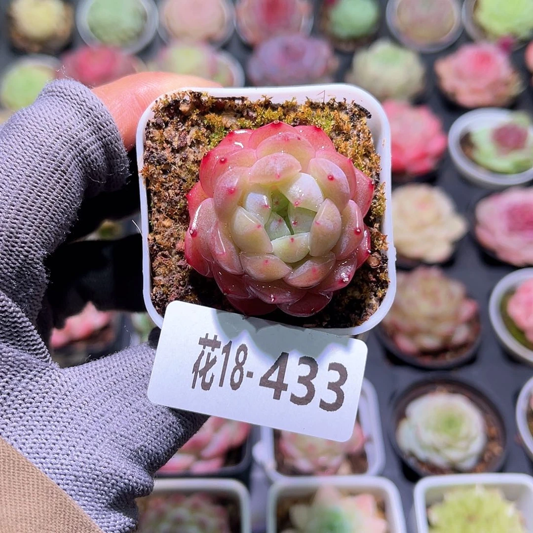 花18-433新品单头