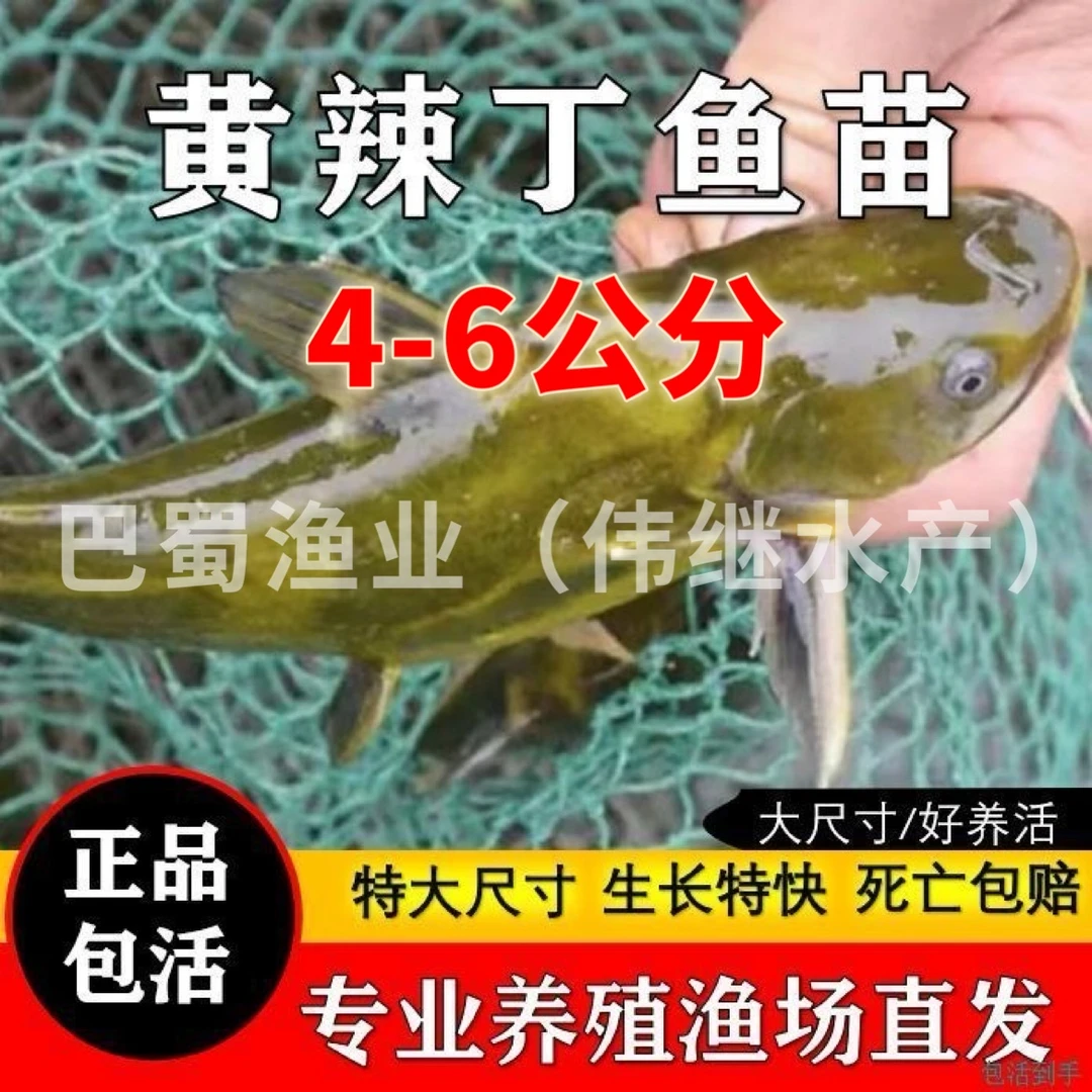 【小规格】黄颡鱼黄辣丁黄骨鱼昂刺鱼苗活体耐活好养